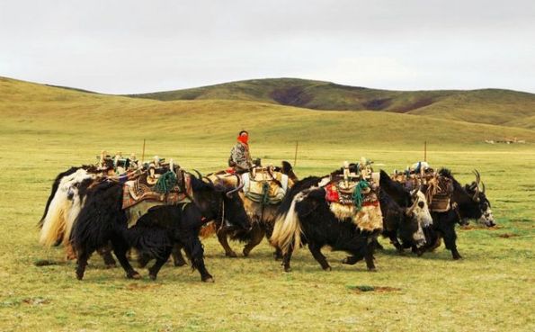 Người chăn bò Tây Tạng