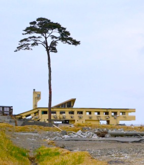 Khách sạn dành cho thanh thiều niên đã đổ nát và cây thông duy nhất còn sống sót của khoảng 70.000 cây thông tại Takata-Matsubara, Rikuzentakata. Hình: Wikipedia